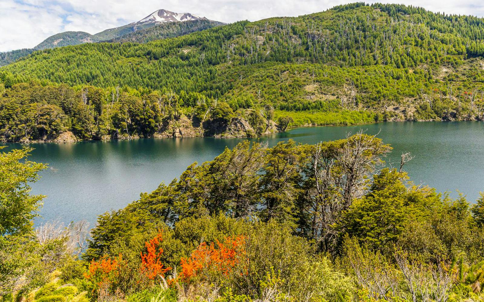 Viewpoint overlooking a lake along the Seven Lakes Route in Patagonia, surrounded by lush greenery.