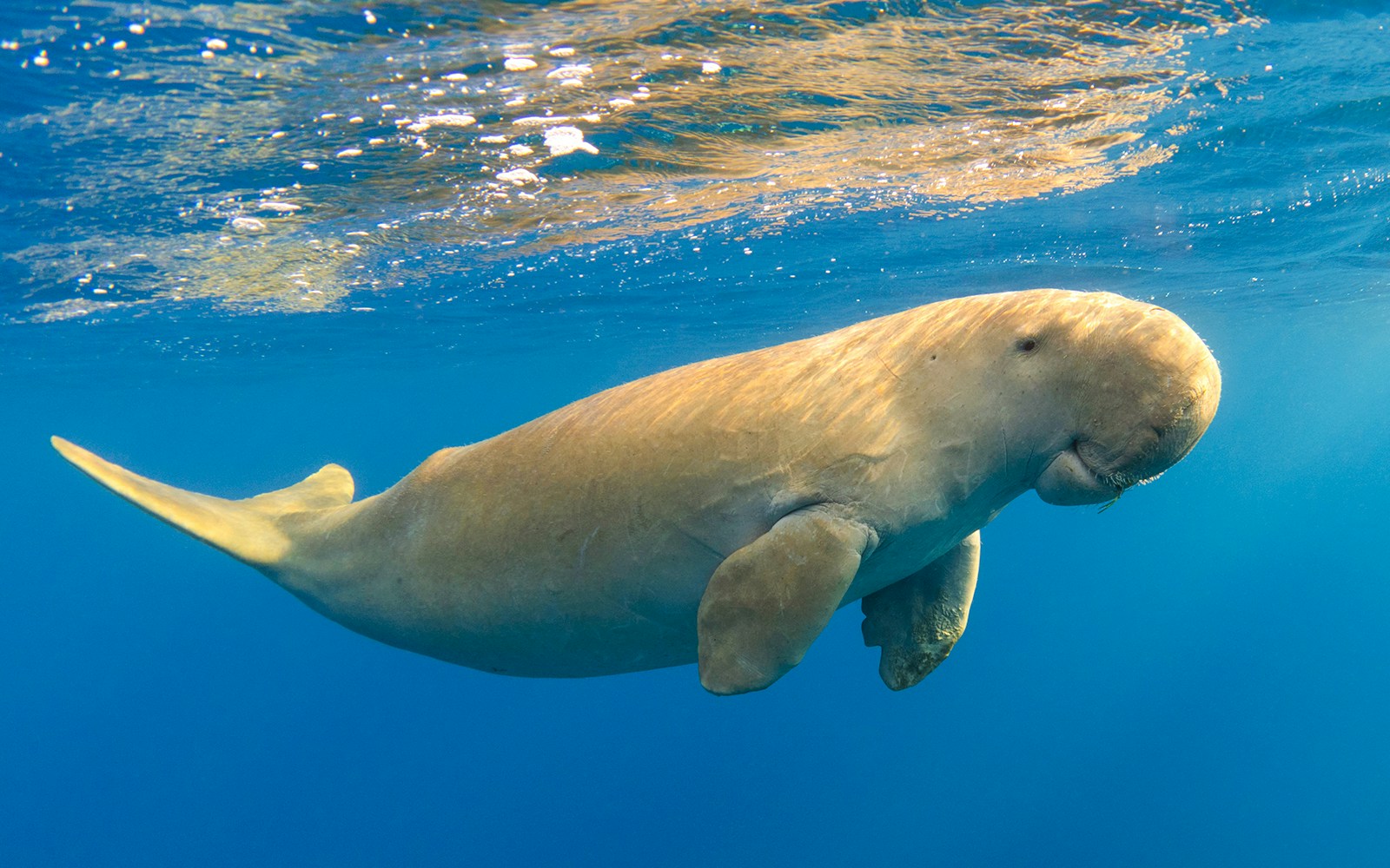 Dugong swimming underwater in clear blue ocean.