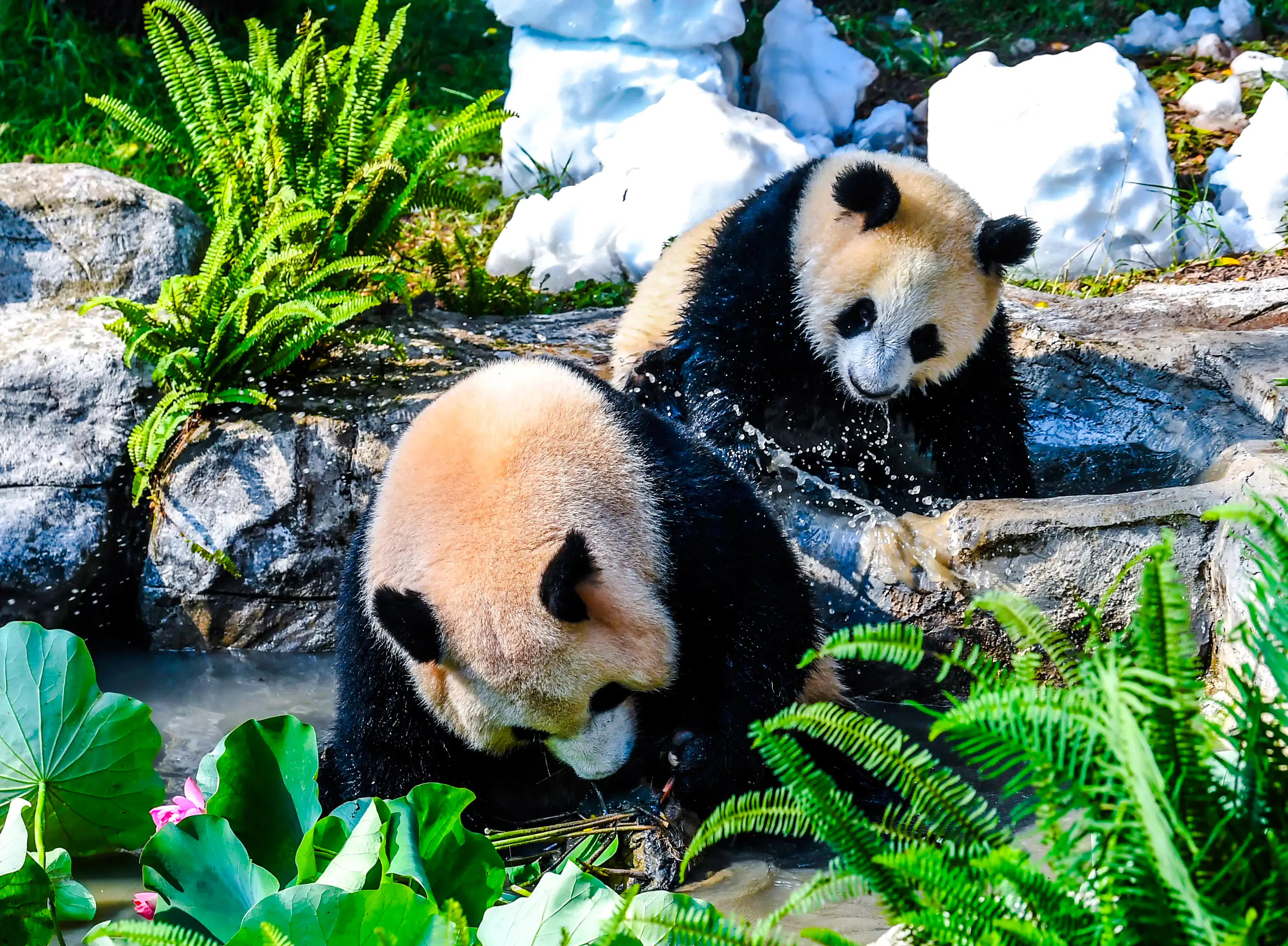 Chongqing Zoo Entry Ticket with Panda Breeding Base