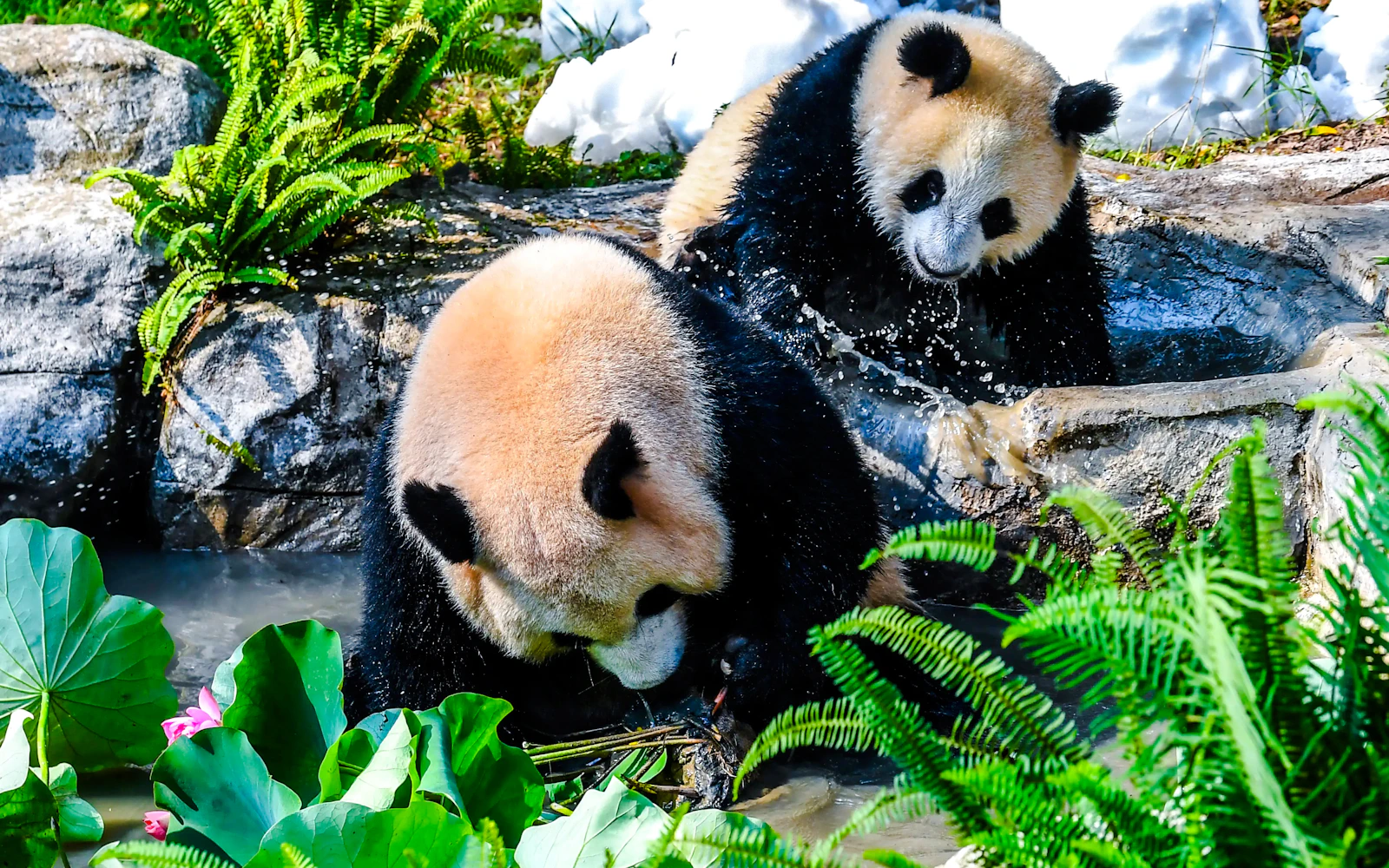 Chongqing Zoo Tickets (Product 54124)