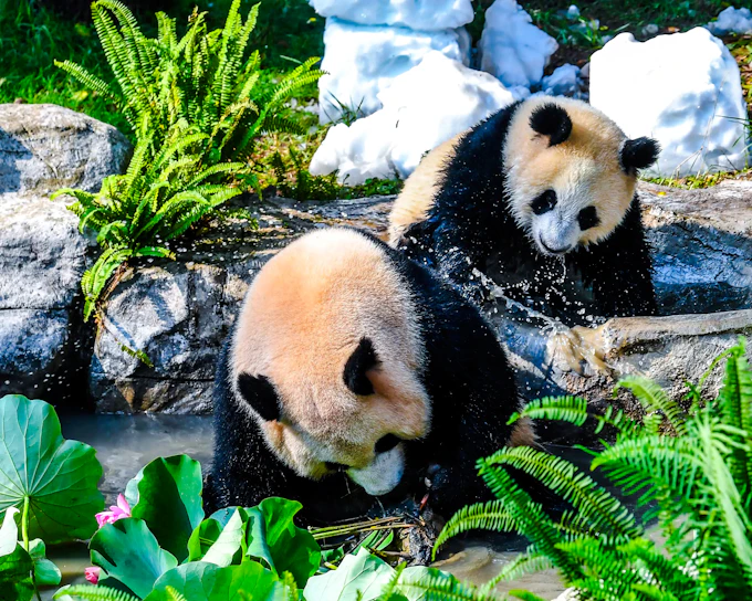 Chongqing Zoo Tickets