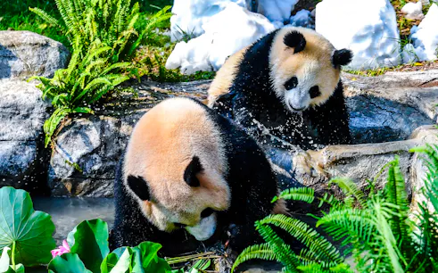 chongqing zoo tickets-1