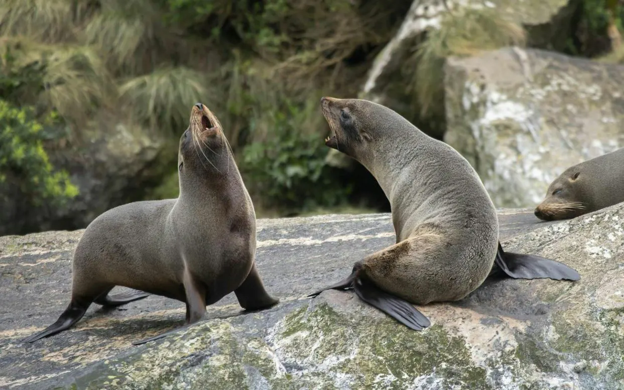 Seals resting on rocks at Milford Sound during Te Anau day tour.