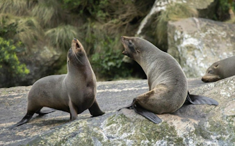 Seals resting on rocks at Milford Sound during Te Anau day tour.