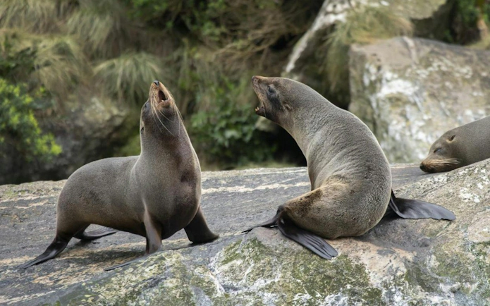 Seals resting on rocks at Milford Sound during Te Anau day tour.