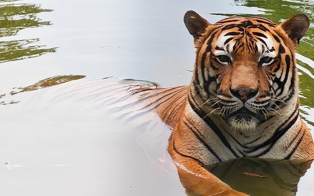 Tiger swimming underwater at A'Famosa Water Safari, Malaysia.