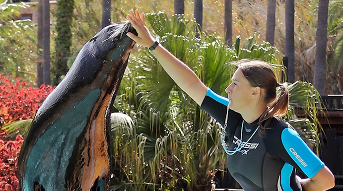 Sealion performing with trainer at Jungle Park Tenerife.