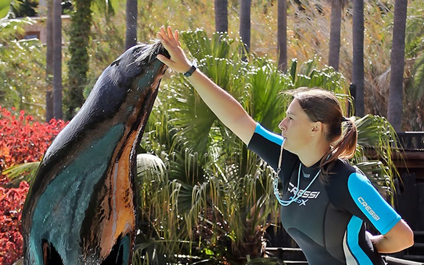 Sealion performing with trainer at Jungle Park Tenerife.