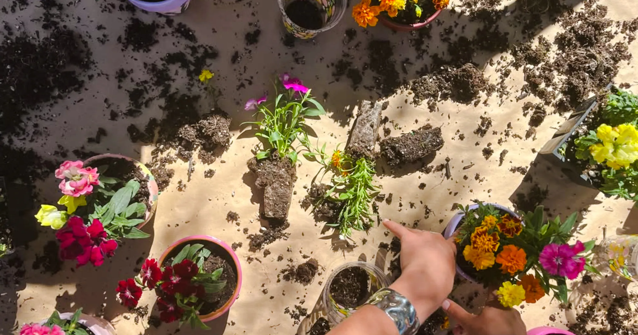 Hands planting flowers in pots during a gardening workshop in Safi, Essaouira.