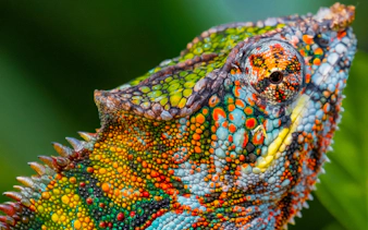 Colorful chameleon closeup in tropical section at Zurich Zoo.