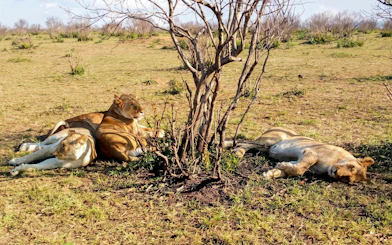 Lions resting under a tree in Maasai Mara Safari, Kenya.