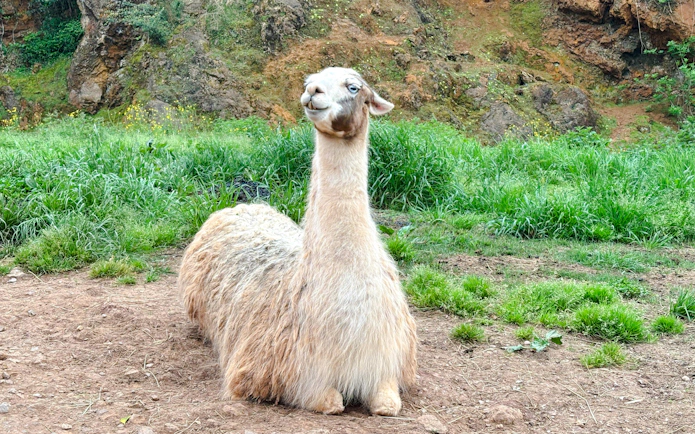 Llama resting on grass at Cabárceno Nature Park, Spain.