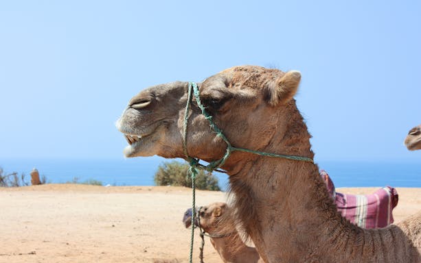 Camel by the sea on a Tangier day trip from Seville.