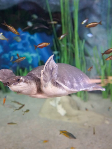Turtle swimming among fish at Poema del Mar aquarium.