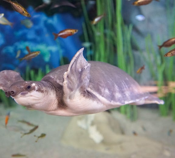 Turtle swimming among fish at Poema del Mar aquarium.