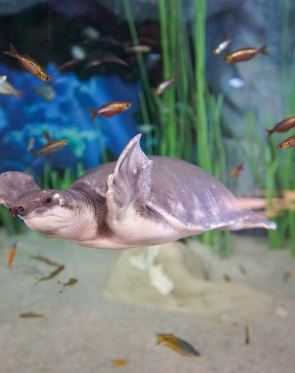 Turtle swimming among fish at Poema del Mar aquarium.