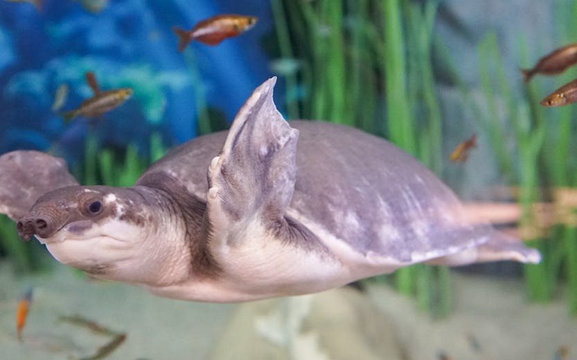 Turtle swimming among fish at Poema del Mar aquarium.