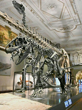 Dinosaur skeletons in Natural History Museum Vienna exhibit hall.