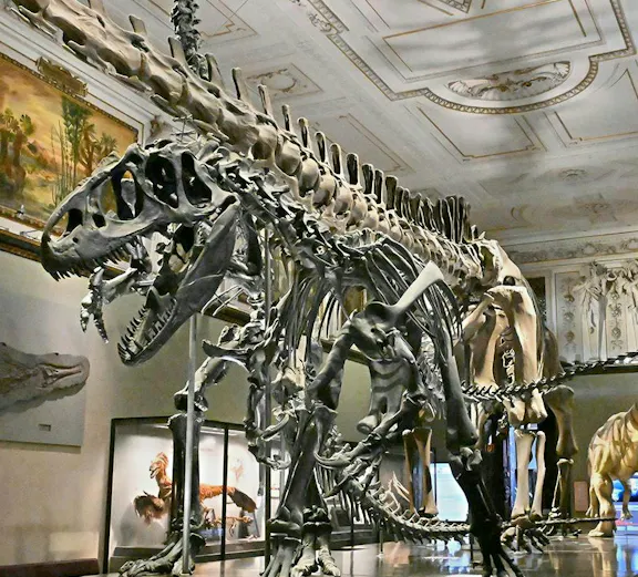 Dinosaur skeletons in Natural History Museum Vienna exhibit hall.