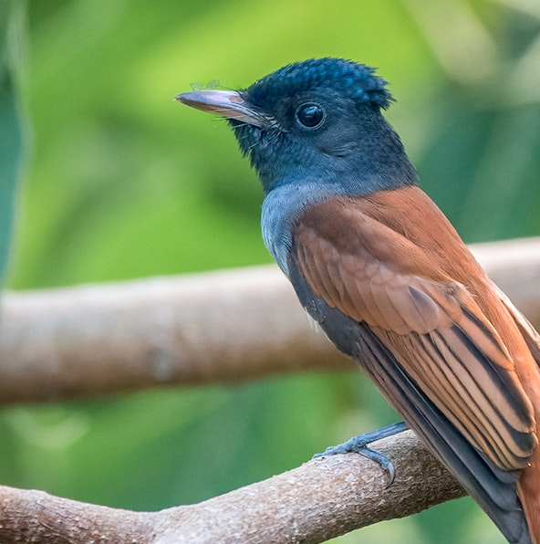 Bird Paradise Singapore, a guide to a haven for birds