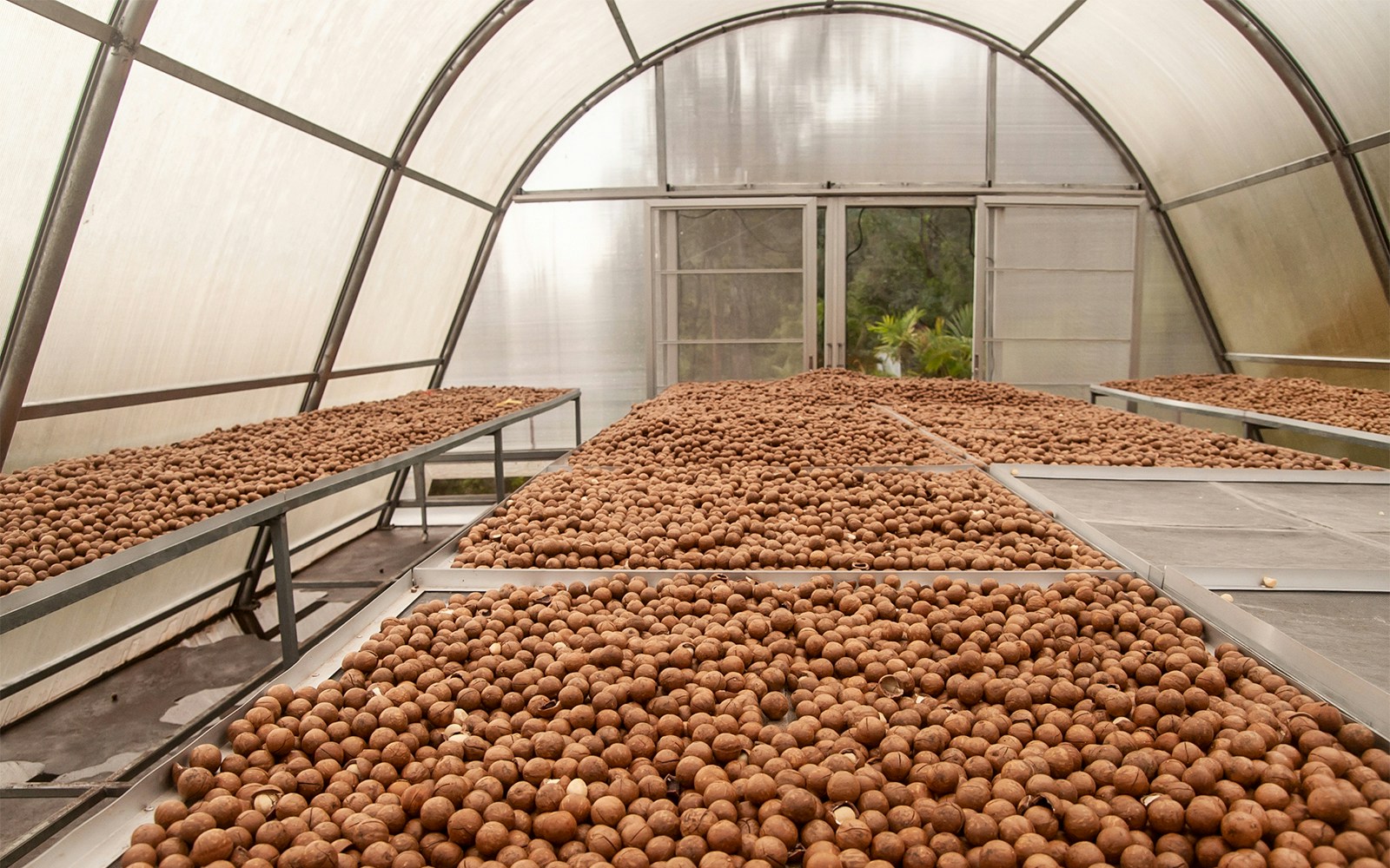 Macadamia nuts with shells drying on trays in a greenhouse.