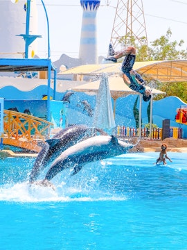 Dolphins jumping with instructor at Hurghada Dolphin Show, Egypt Dolphin World.