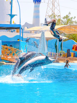 Dolphins jumping with instructor at Hurghada Dolphin Show, Egypt Dolphin World.
