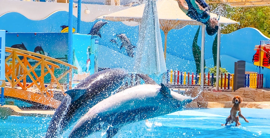 Spectacolul Hurghada Dolphin World