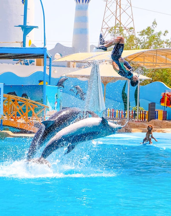 Dolphins jumping with instructor at Hurghada Dolphin Show, Egypt Dolphin World.
