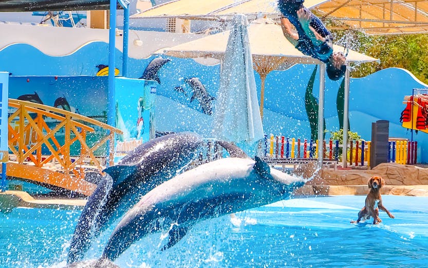 Dolphins jumping with instructor at Hurghada Dolphin Show, Egypt Dolphin World.