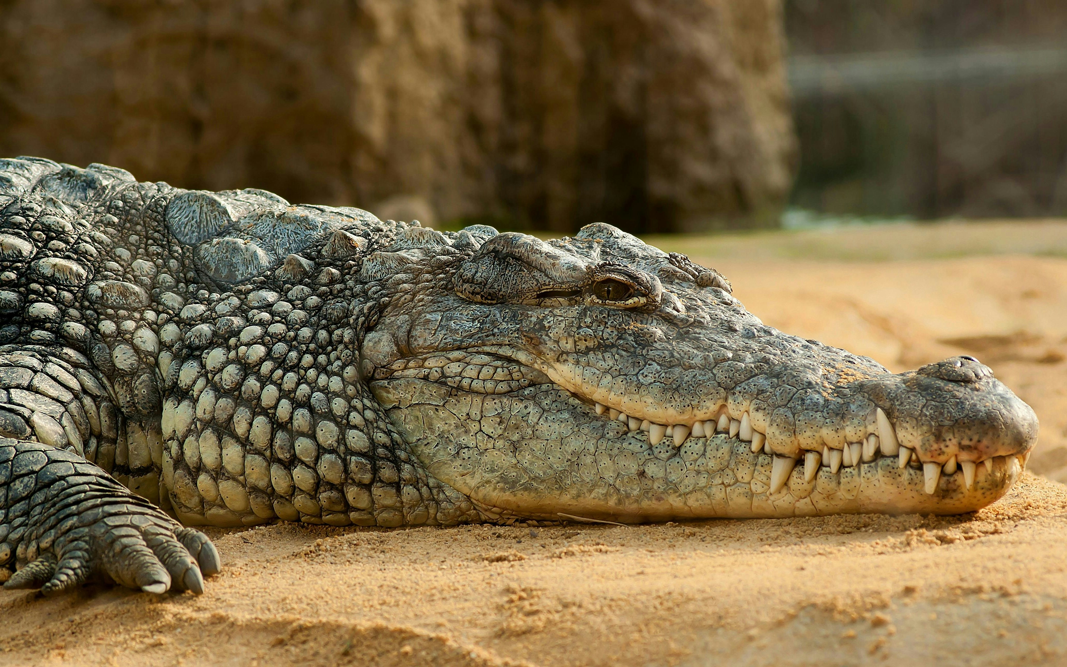 Crocodile resting on sand at São Paulo Zoo during Simba Safari.