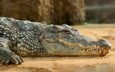 Crocodile resting on sand at São Paulo Zoo during Simba Safari.