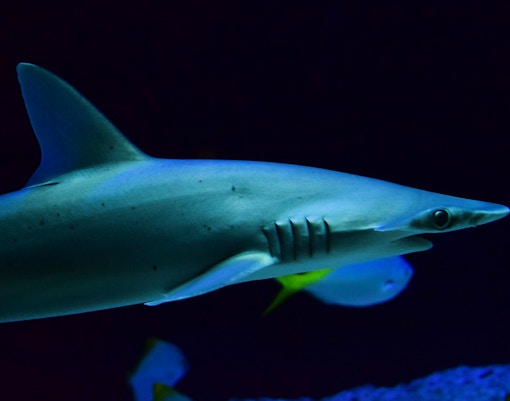 Night with the Sharks