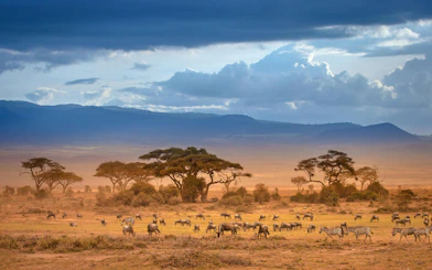 Wildebeest and zebras grazing on a savannah with acacia trees and distant mountains in Grispb.