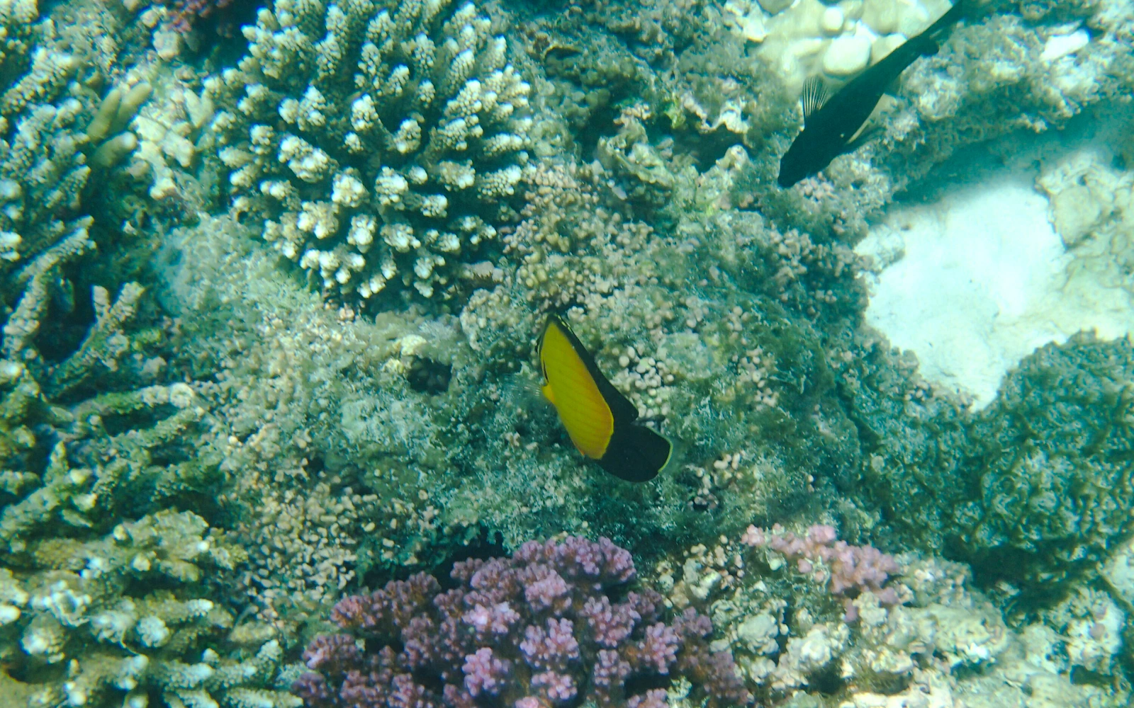From Muscat: Daymaniyat Islands Snorkeling Tour Image 3
