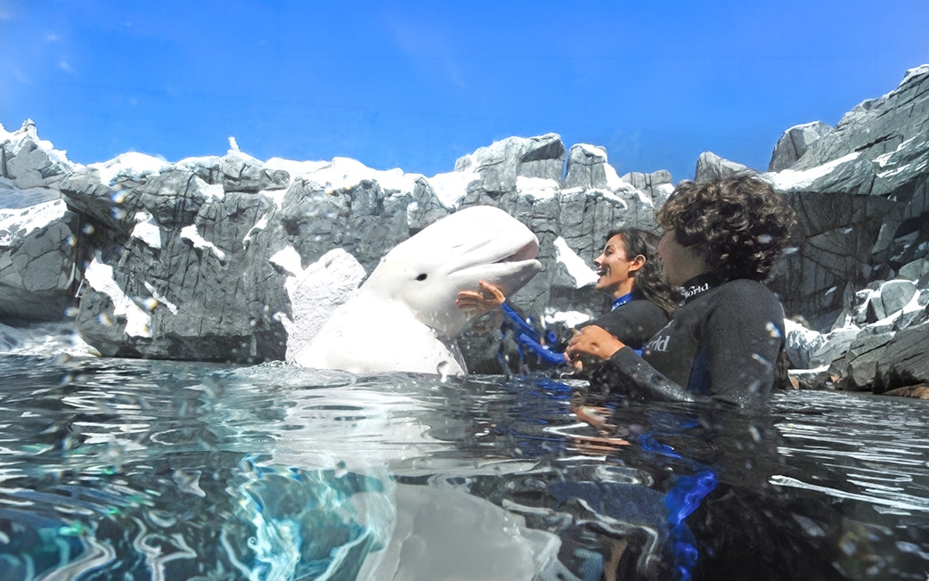 Beluga whale interacting with trainers at SeaWorld San Antonio, Texas.