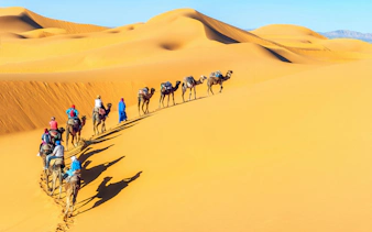 Camel caravan traversing sand dunes in the Sahara Desert, Morocco.