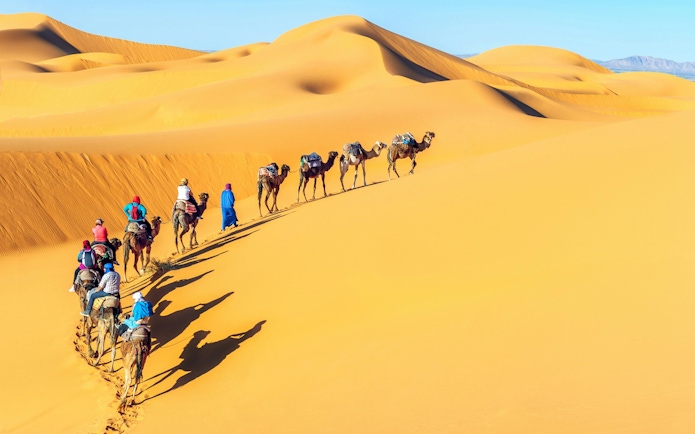 Camel caravan traversing sand dunes in the Sahara Desert, Morocco.