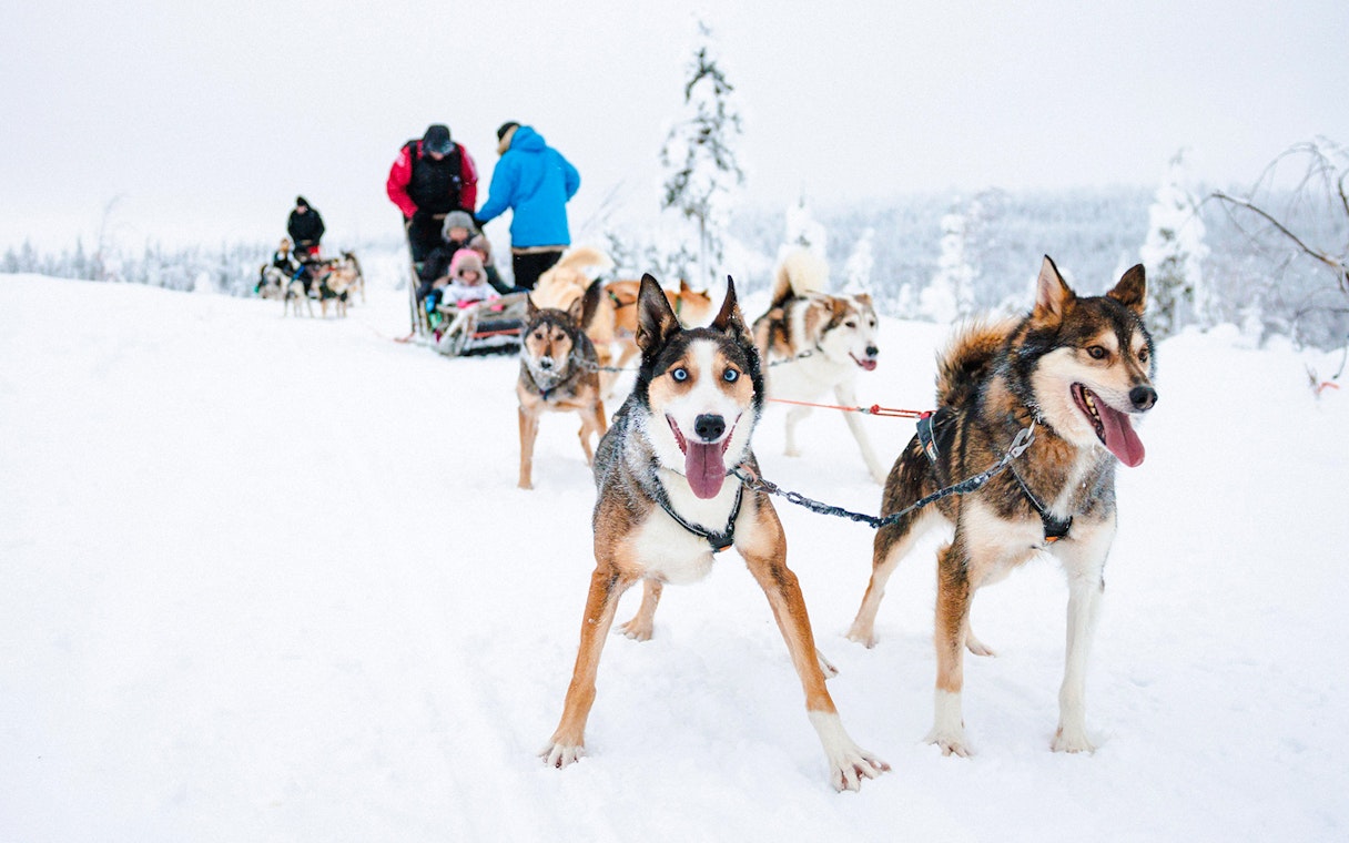 Husky sled team pulling tourists through snowy Lapland landscape.