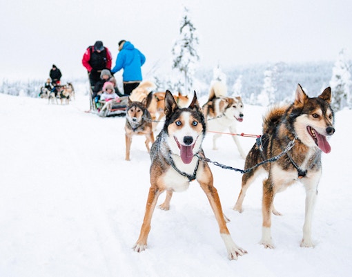 Husky sled team pulling tourists through snowy Lapland landscape.