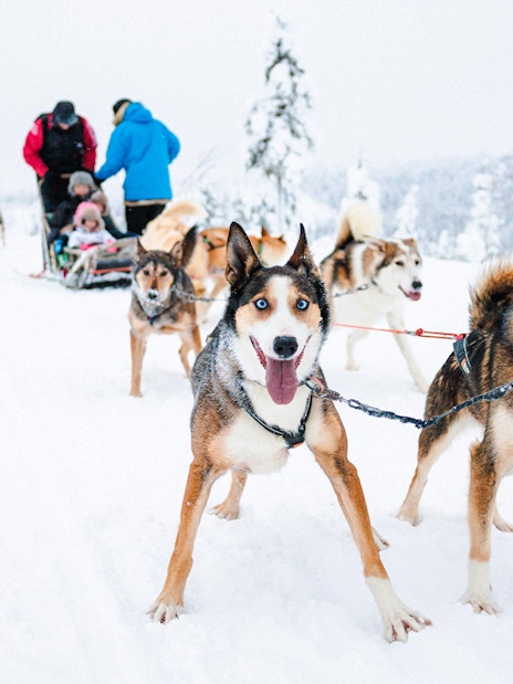 Husky sled team pulling tourists through snowy Lapland landscape.