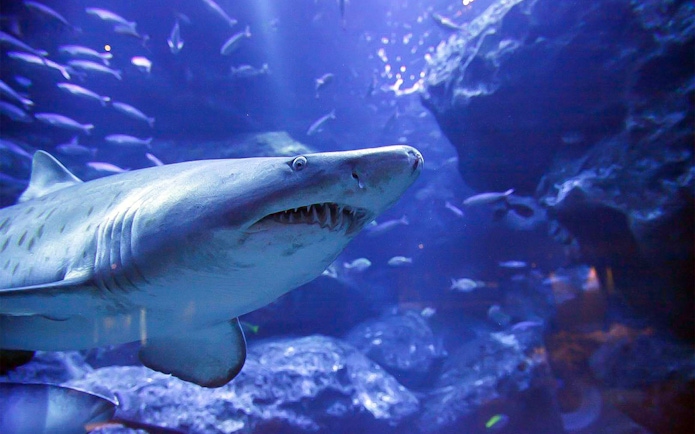 Shark swimming in a tank at Sumida Aquarium, Tokyo.