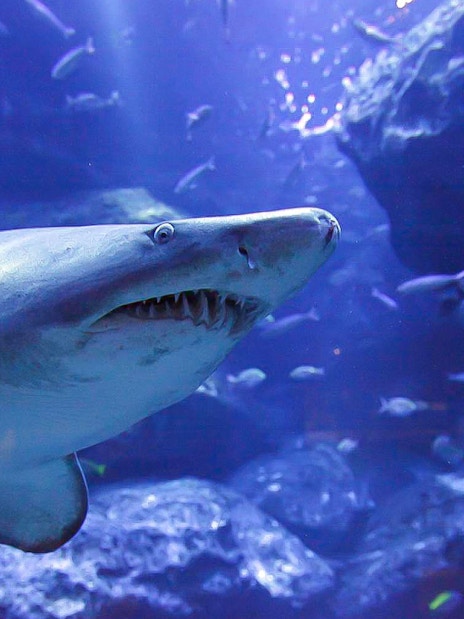 Shark swimming in a tank at Sumida Aquarium, Tokyo.