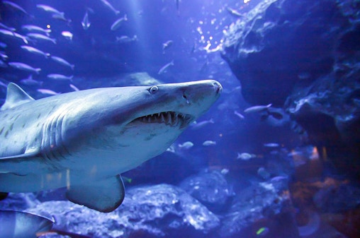 Sumida Aquarium Tickets