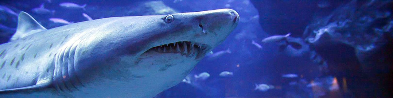 Biglietti per l'Acquario di Sumida