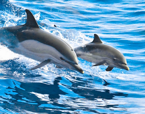 Dolphins swimming in the ocean near Tenerife.