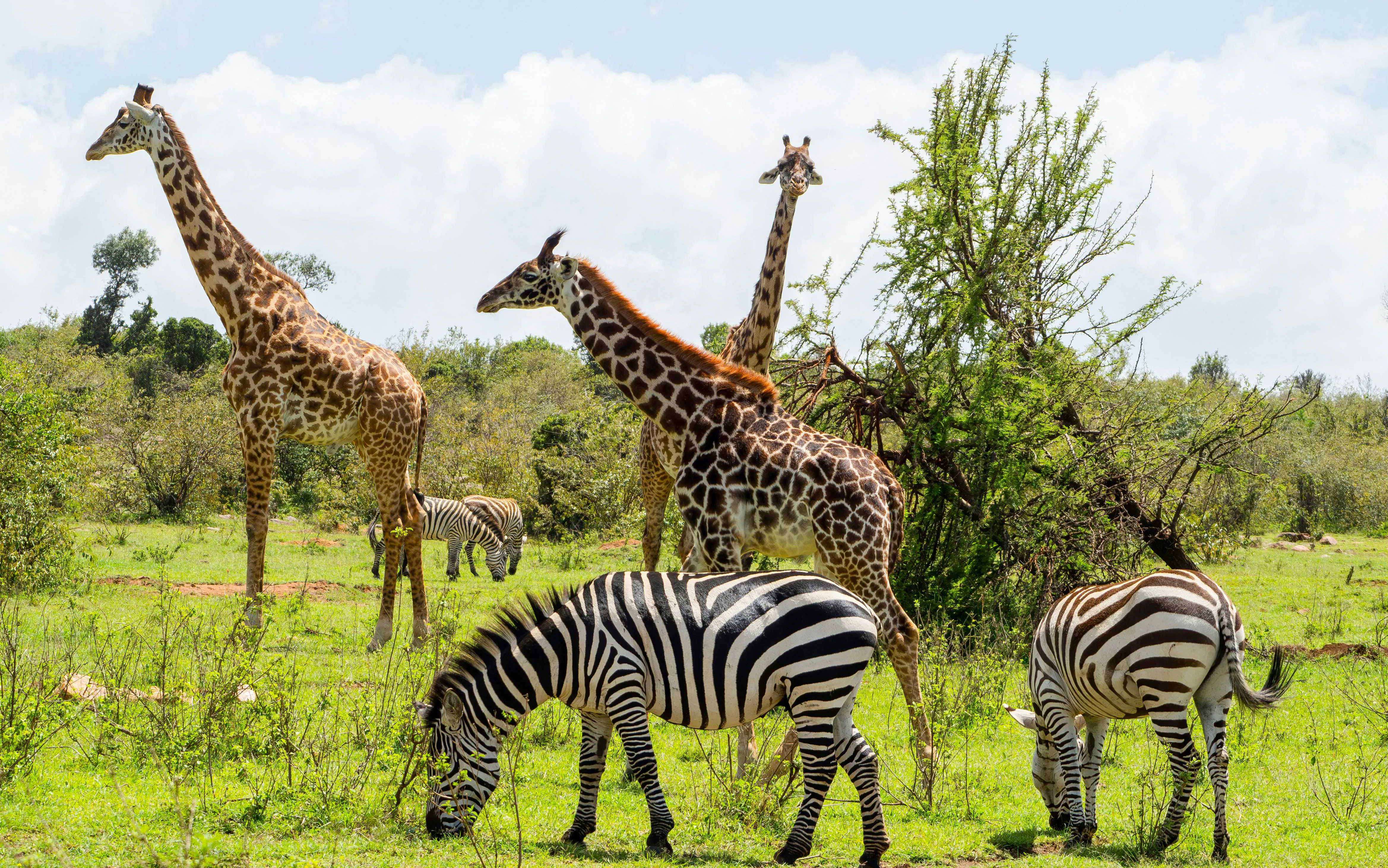 Giraffes and zebras grazing in Maasai Mara, Kenya.