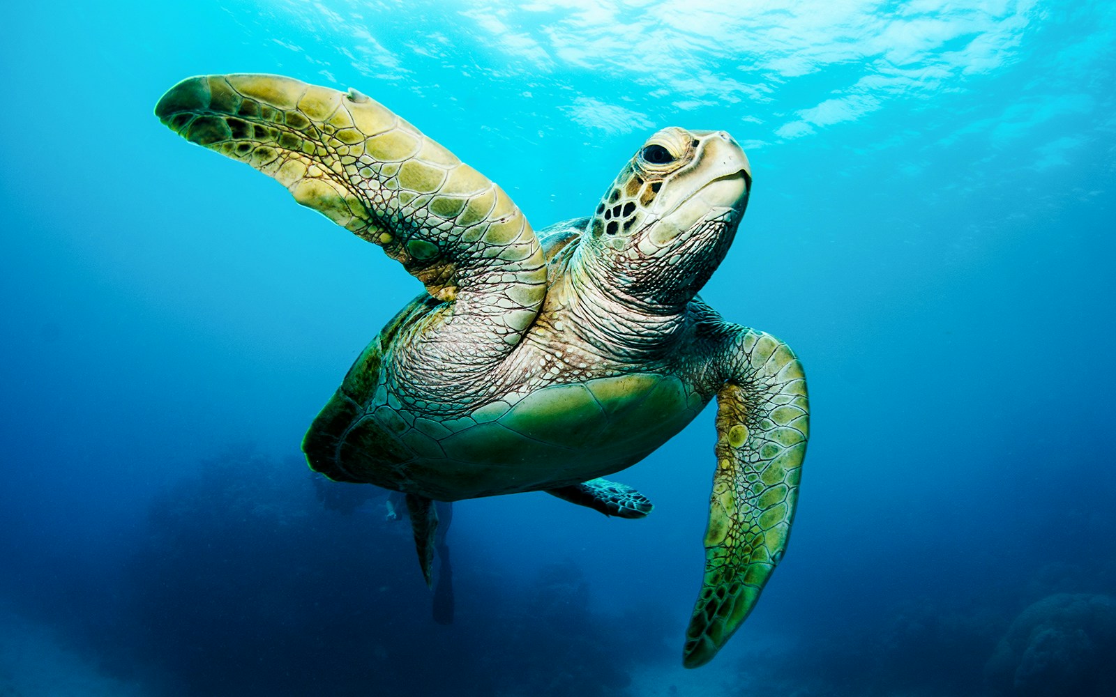 Hawksbill turtle swimming underwater in clear blue ocean.