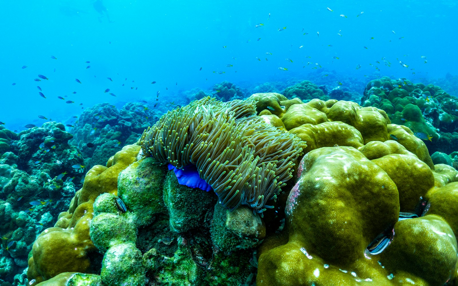 Soft corals & sea anemones