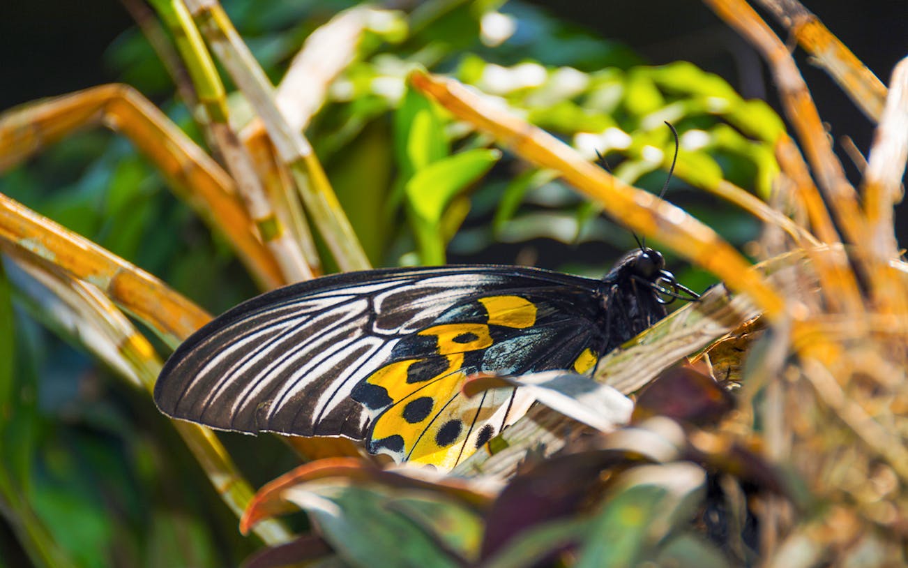 Butterfly resting on foliage at Bali Butterfly Park, Tabanan.